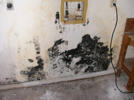 Mold in Utility Room